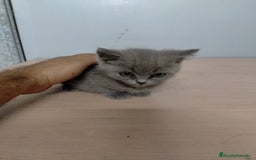Británico de Pelo Corto gatos en venta: Gatitos British  - Imagen 1