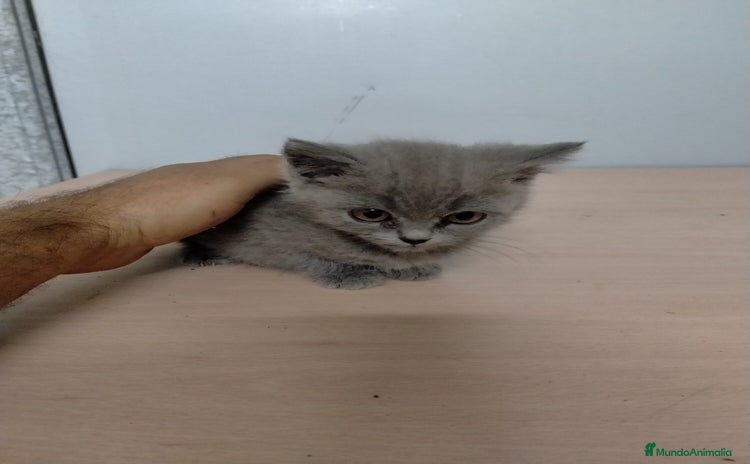 Británico de Pelo Corto gatos - Anuncio 1