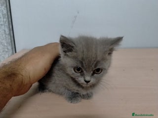 Británico de Pelo Corto gatos - Anuncio 3