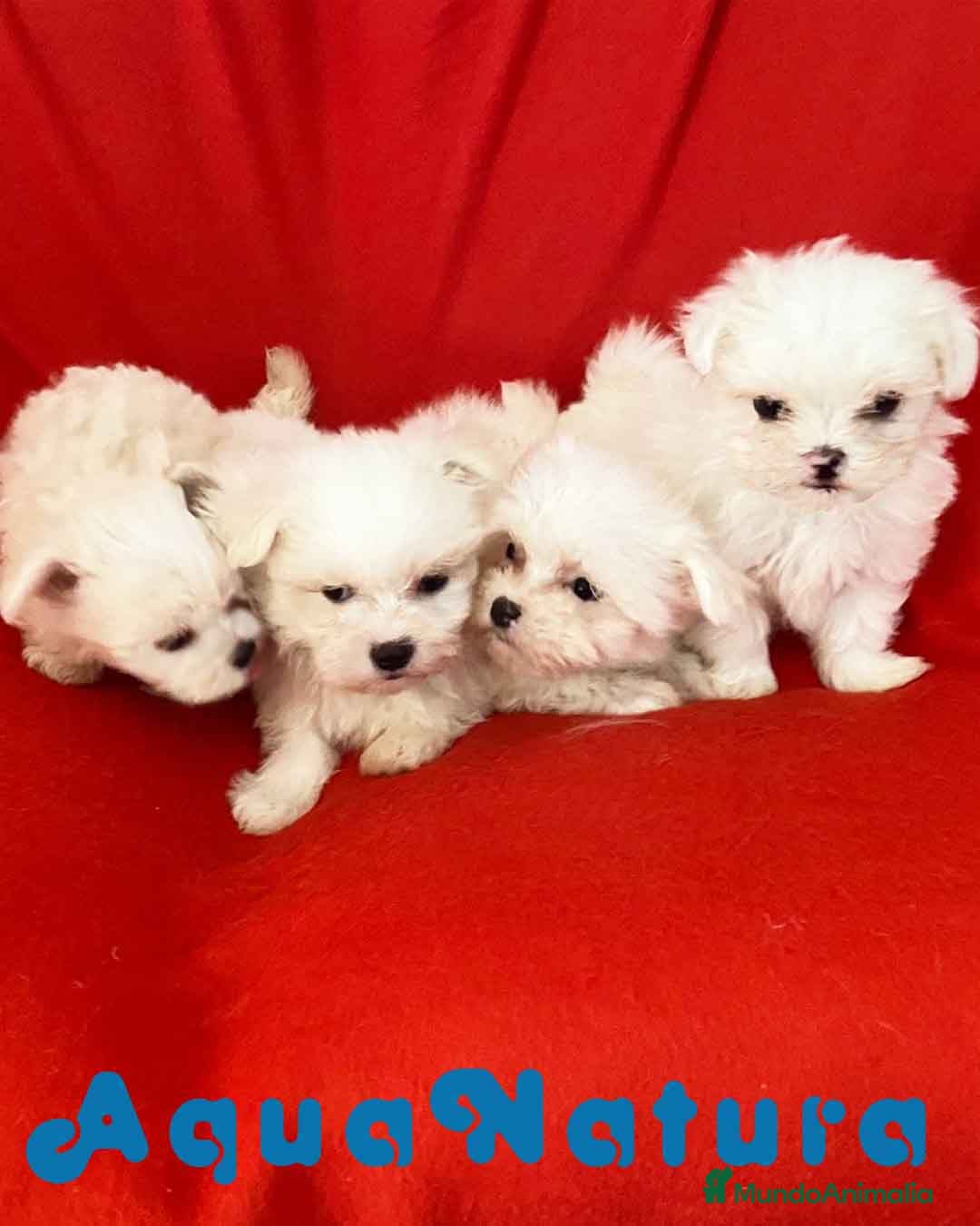 Bichón Habanero perros Camada Bichon Habanero de Kyi y Nis - AQUANATURA en Barcelona - Anuncio 2