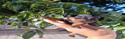 Pinscher Miniatura perros en venta: Pinscher miniatura  - Anuncio 4
