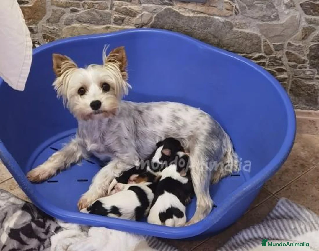 Imagen de galería {{count}}