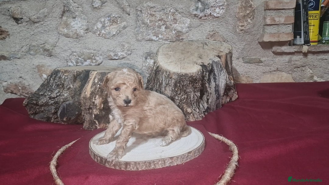 Raza Mixta perros en venta: Caniche apricot enano/toy - Anuncio 3