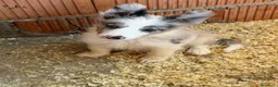 Border Collie perros en venta: Borde collie  - Anuncio 4