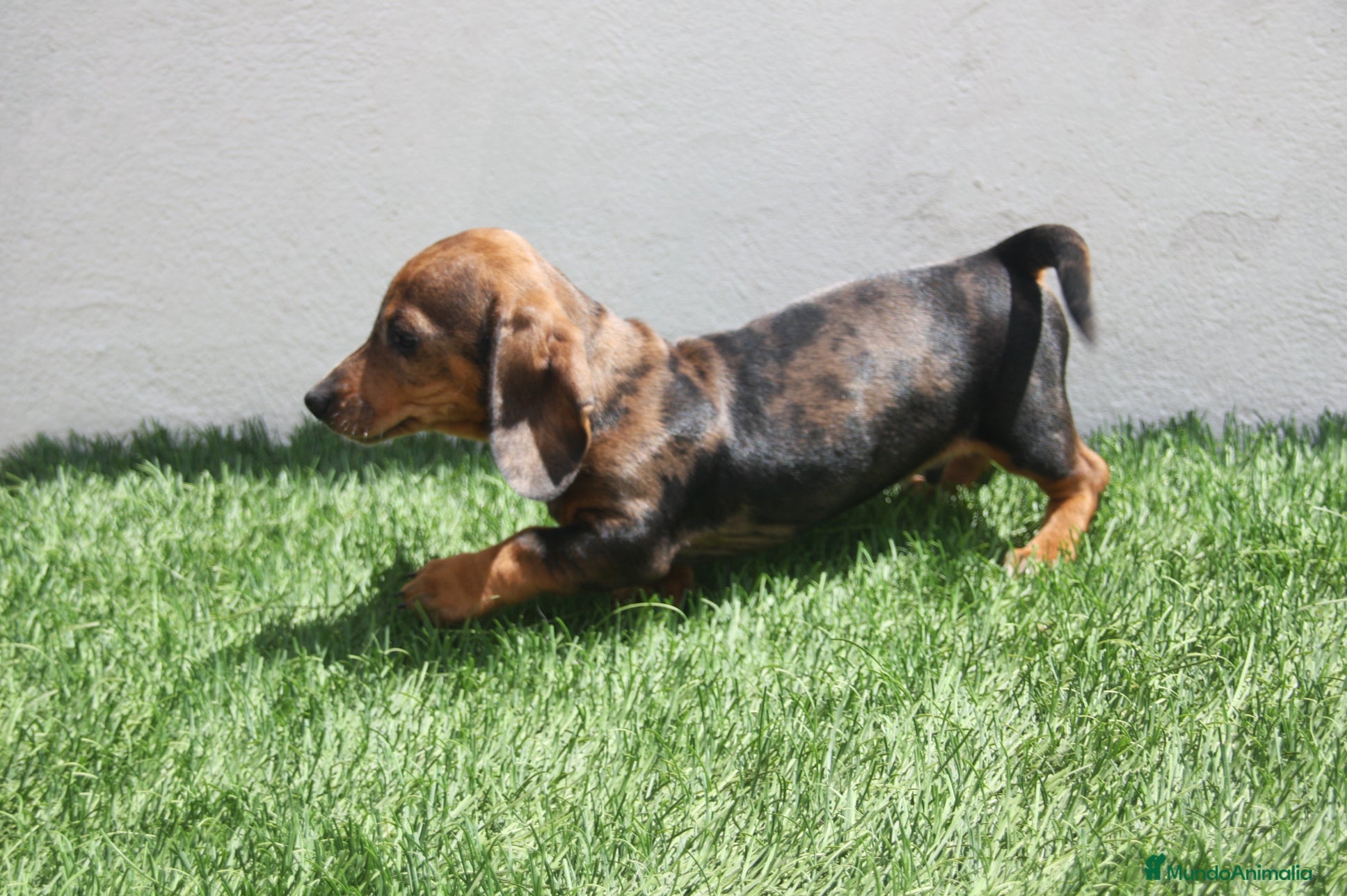 Teckel Miniatura perros Teckel Miniatura  - Anuncio 2