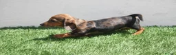 Teckel Miniatura perros en venta: Teckel Miniatura  - Anuncio 1