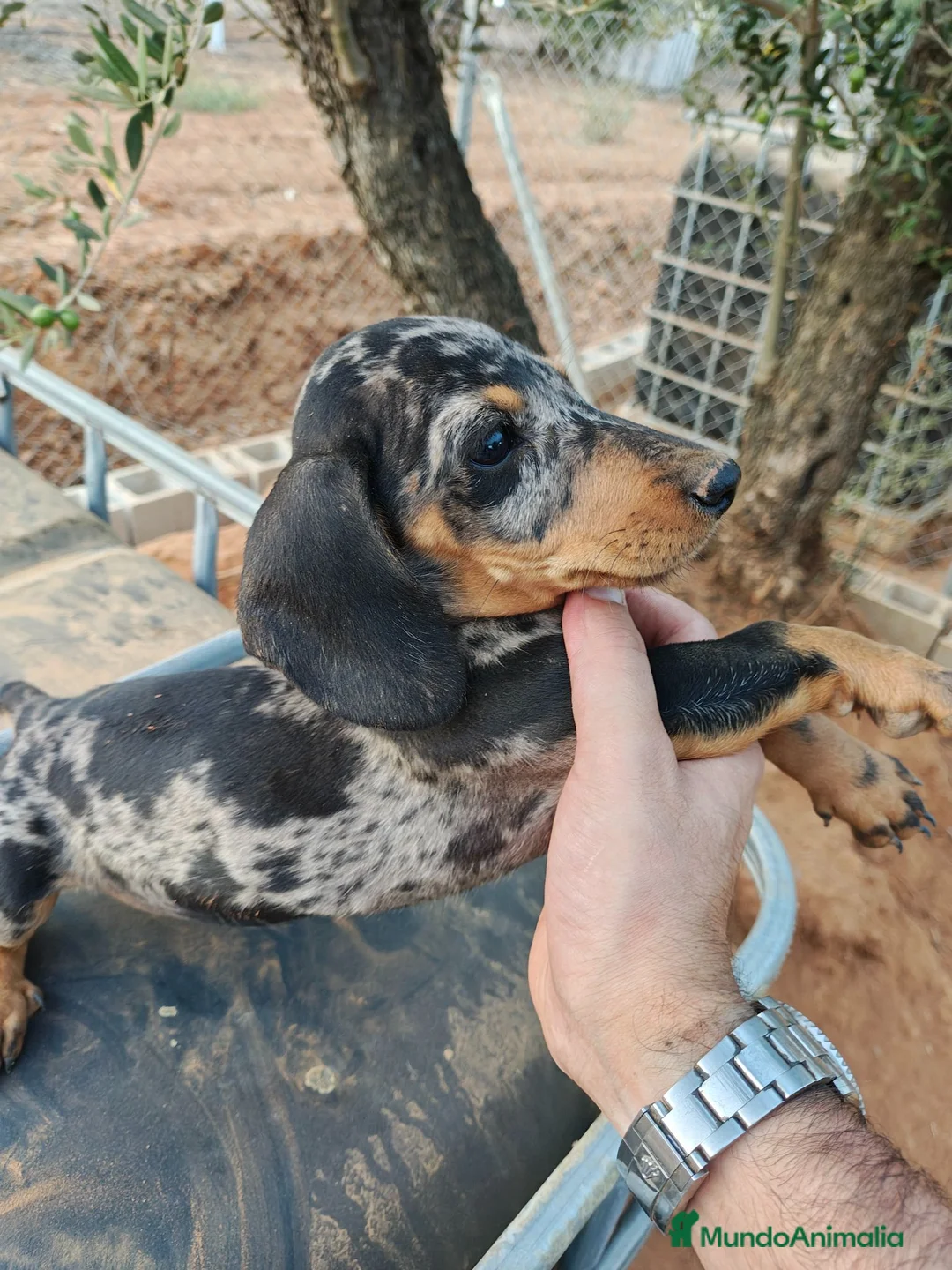 Teckel Miniatura perros en venta: Teckel miniatura  - Anuncio 6