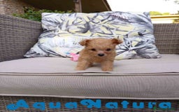 Caniche Toy perros en venta:  Caniche Hembra 2 de Estela y King AQUANATURA - Imagen 6