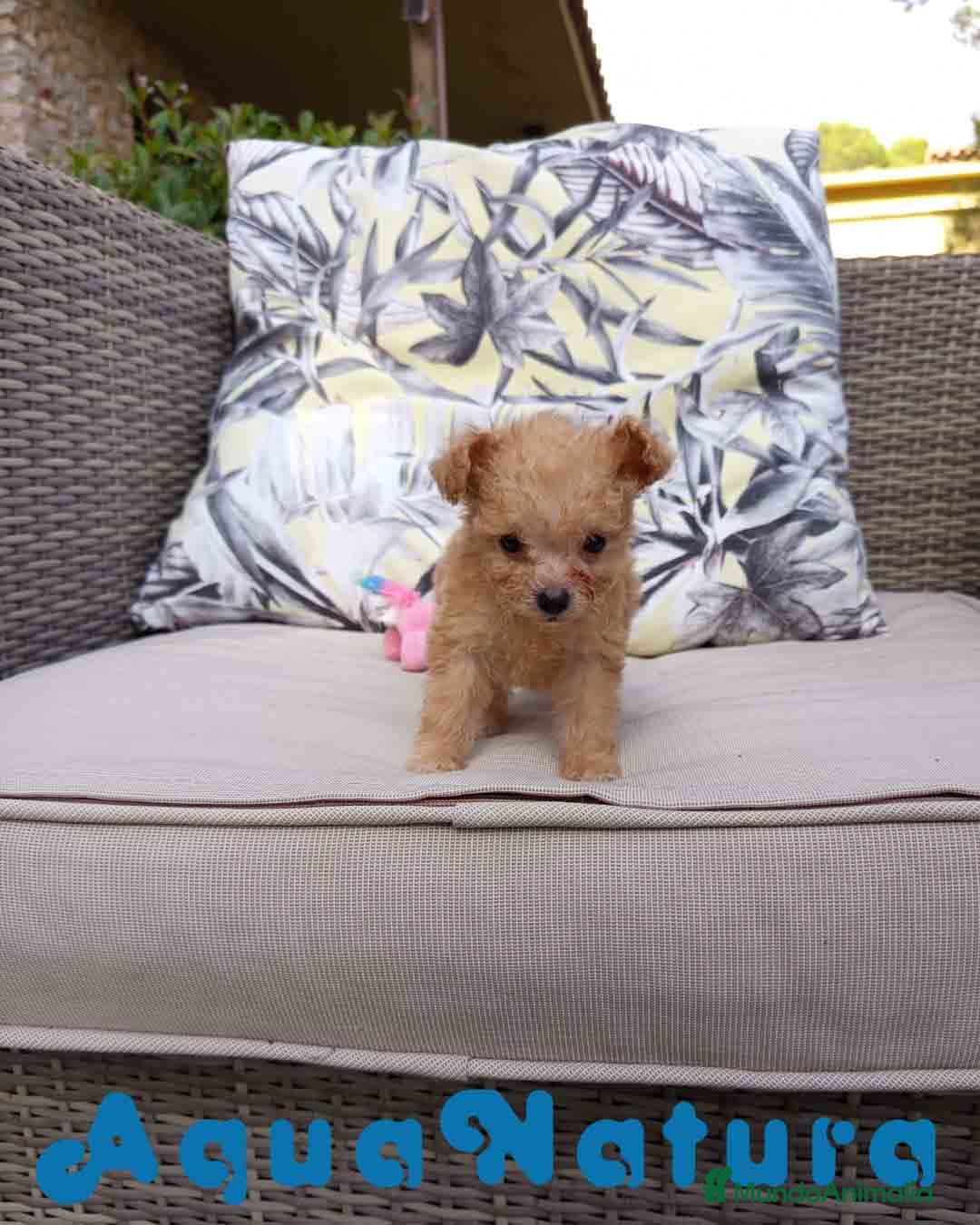 Caniche Toy perros en venta:  Caniche Hembra 2 de Estela y King AQUANATURA - Imagen 6