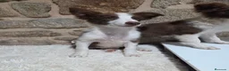 Border Collie perros en venta: Ultimo cachorro - Anuncio 4