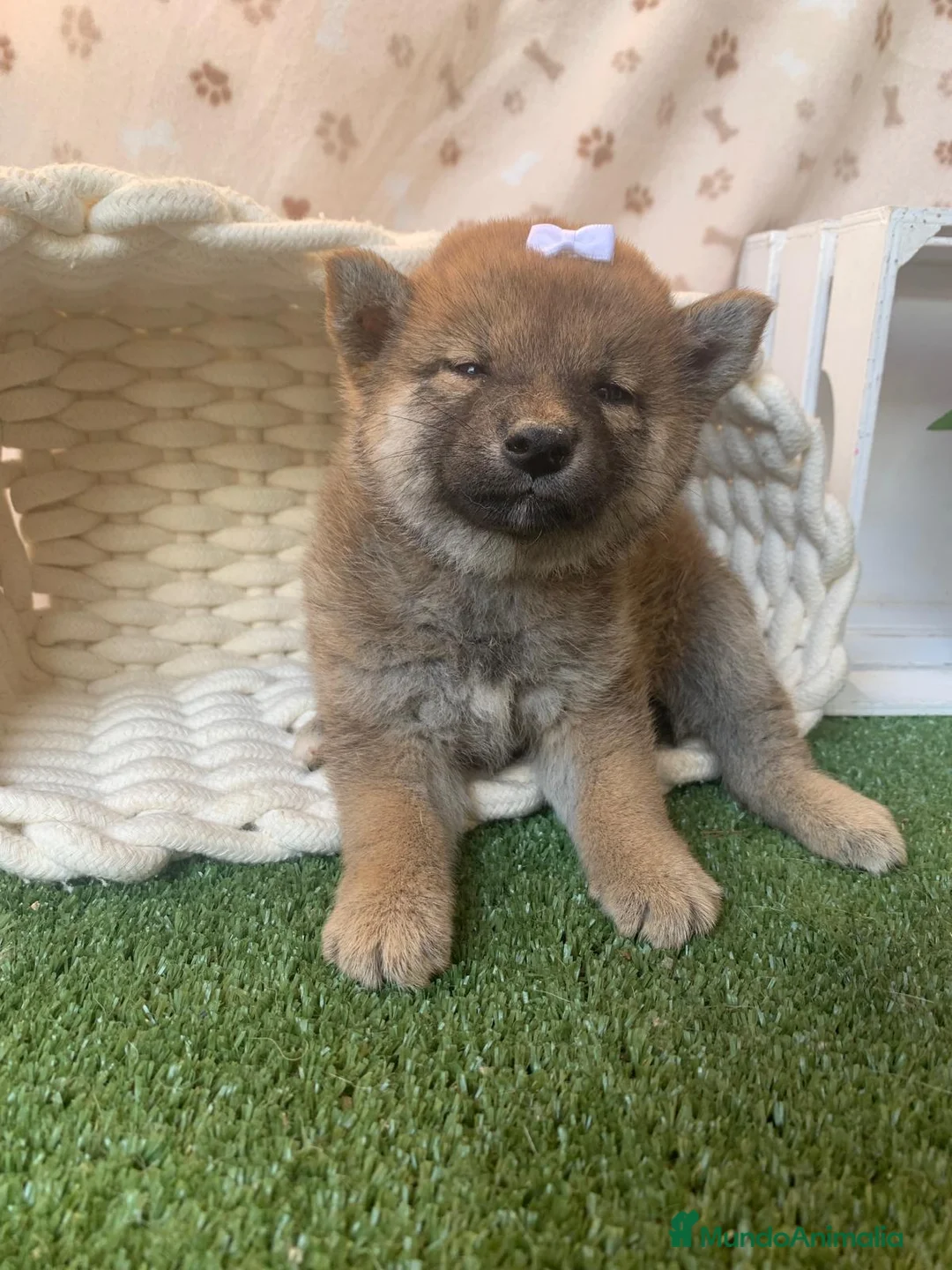 Shiba Inu perros en venta: SHIBA INU - Anuncio 1