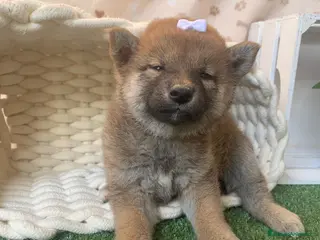 Shiba Inu perros SHIBA INU - Anuncio 3