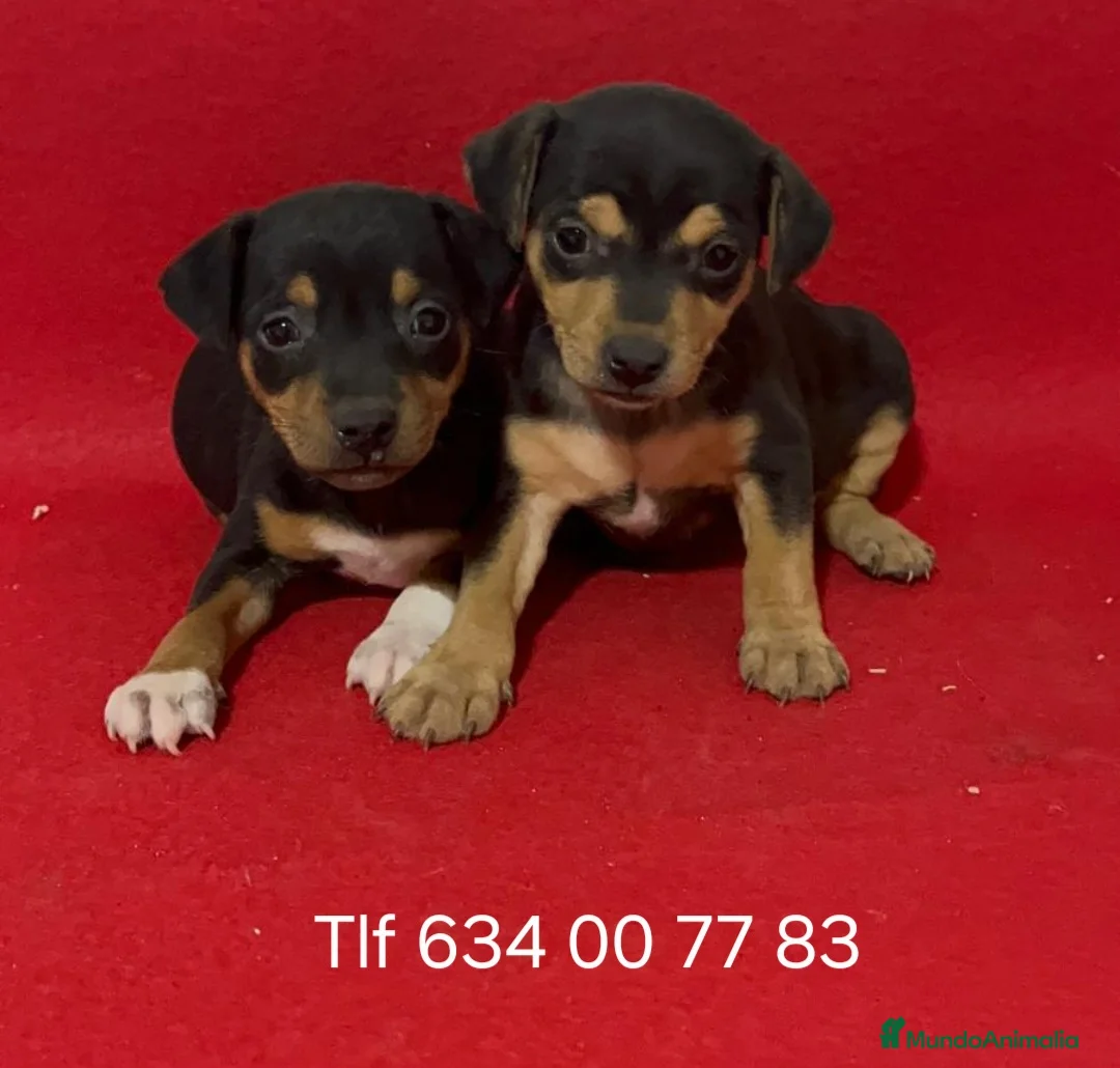 Ratonero Bodeguero Andaluz perros en venta: Impresionantes Bodegueros - Anuncio 3