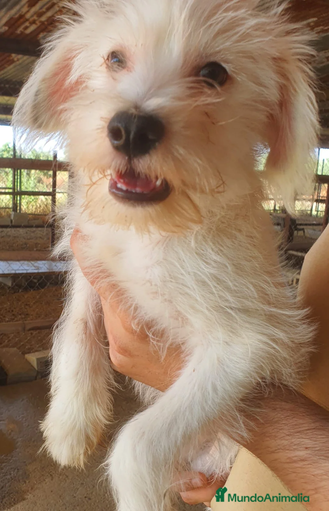 Caniche Toy perros en venta: Crestado Chino Arlequín. - Anuncio 1