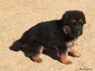 Pastor Alemán perros en Madrid - Anuncio 4