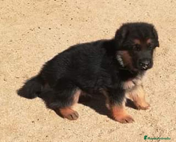 Pastor Alemán perros en Madrid - Anuncio 2