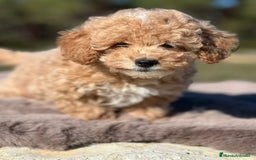 Maltipoo perros en venta: Maltipoo F2 - Imagen 2