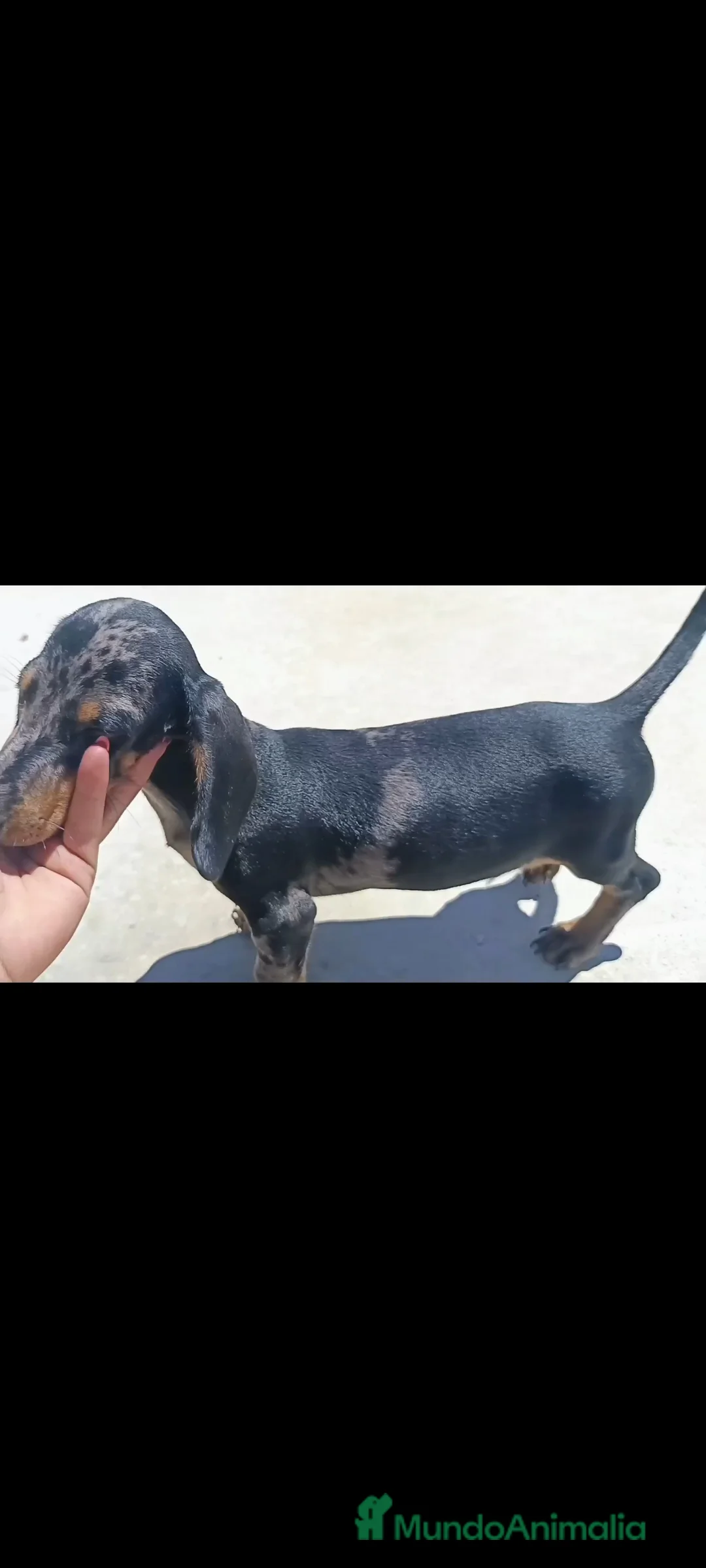 Teckel Miniatura perros en venta: Teckel miniatura - Anuncio 4