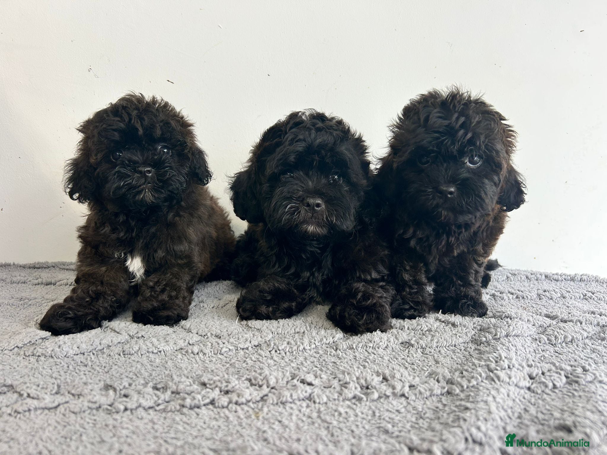 Maltipoo perros Maltipoo mini - Anuncio 1