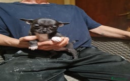 Chihuahua perros en venta: Chihuahua toy - Imagen 11