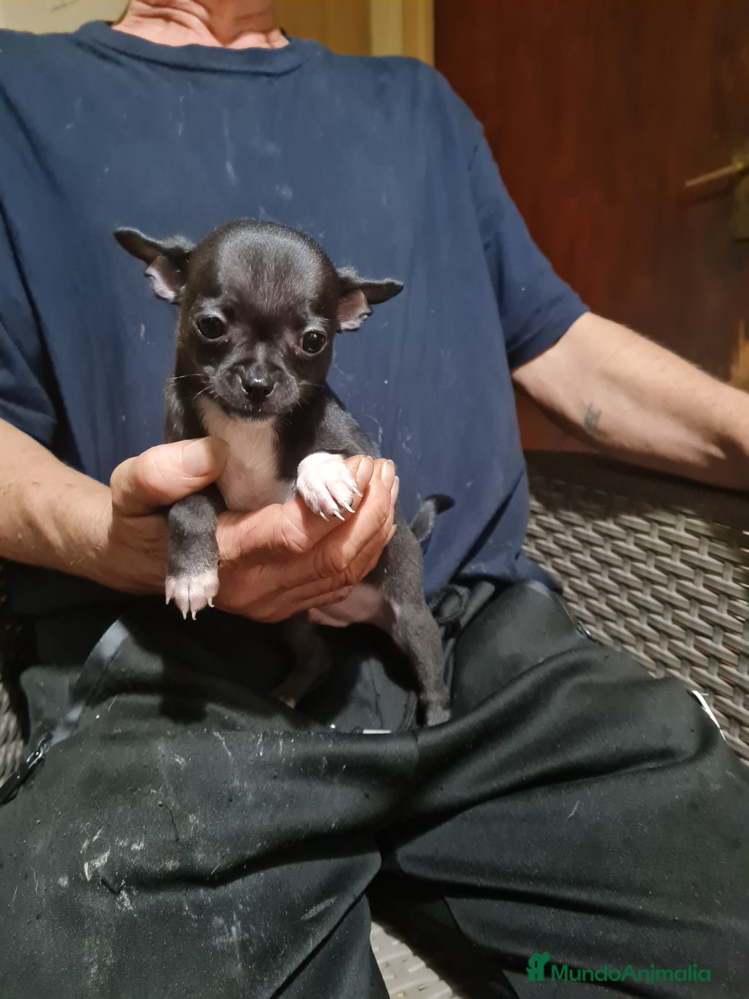 Chihuahua perros en venta: Chihuahua toy - Imagen 11
