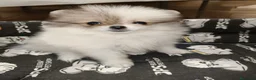 Pomerania perros en venta: Pomerania Toy - Anuncio 8
