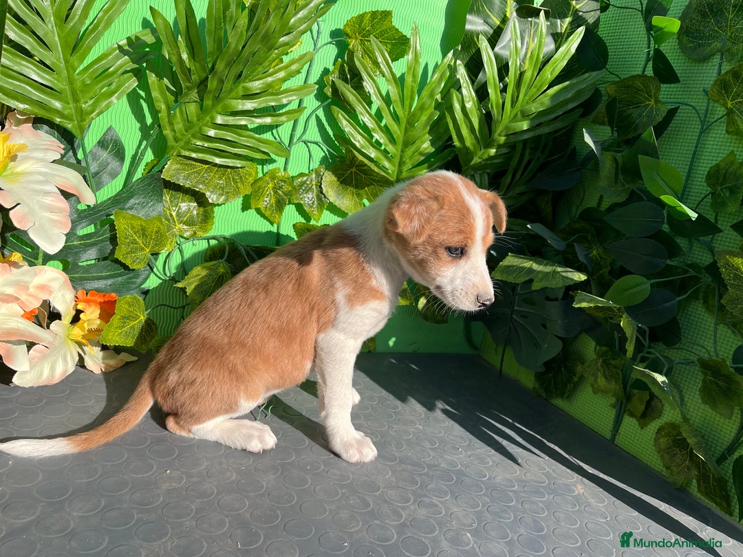 Raza Mixta perros en venta: Cachorrita mixta - Imagen 1