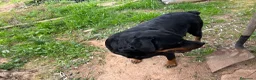 Rottweiler perros en venta: Cama de Rottweiler - Anuncio 5
