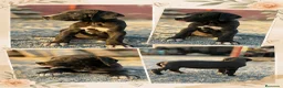 Dogo Alemán perros en venta: Dogo alemán / gran danés  - Anuncio 3