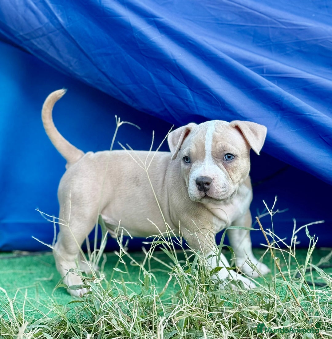American Bully perros en venta: Americana Bully pocket ojos azules  - Imagen 5