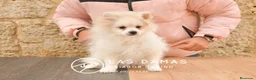 Pomerania perros en venta: Pomeranias disponibles - Anuncio 4