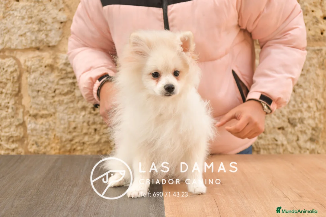 Pomerania perros en venta: Pomeranias disponibles - Anuncio 4