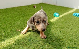 Teckel perros en venta: teckel - Imagen 1