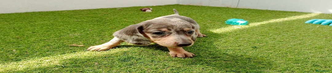 Teckel Cachorro 1