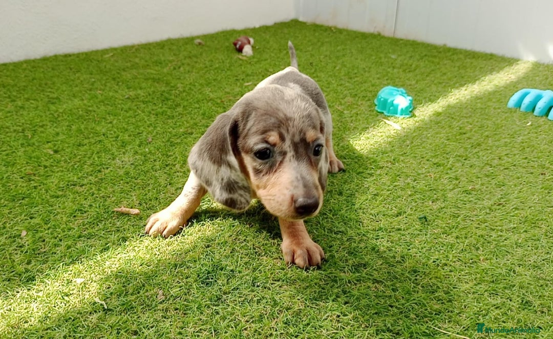 Teckel perros en venta: teckel - Imagen 1