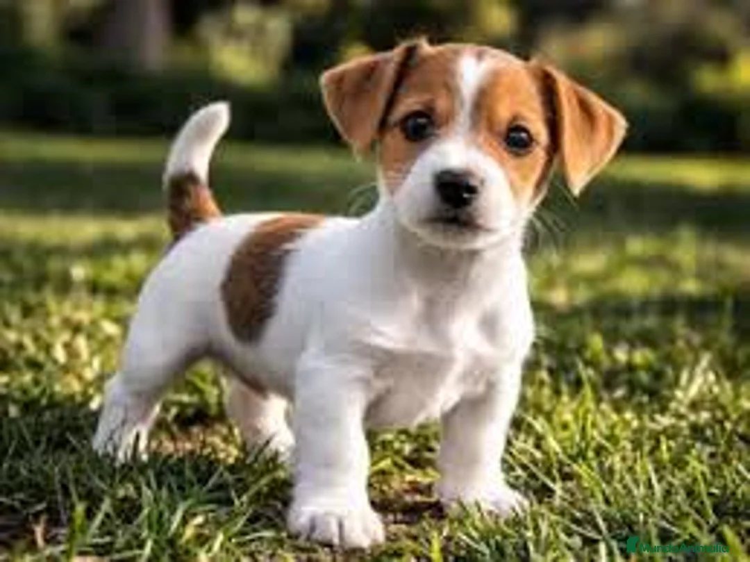 Jack Russell Terrier perros en venta: Jack Russell bicolor y tricolor preciosos bebes  - Anuncio 3