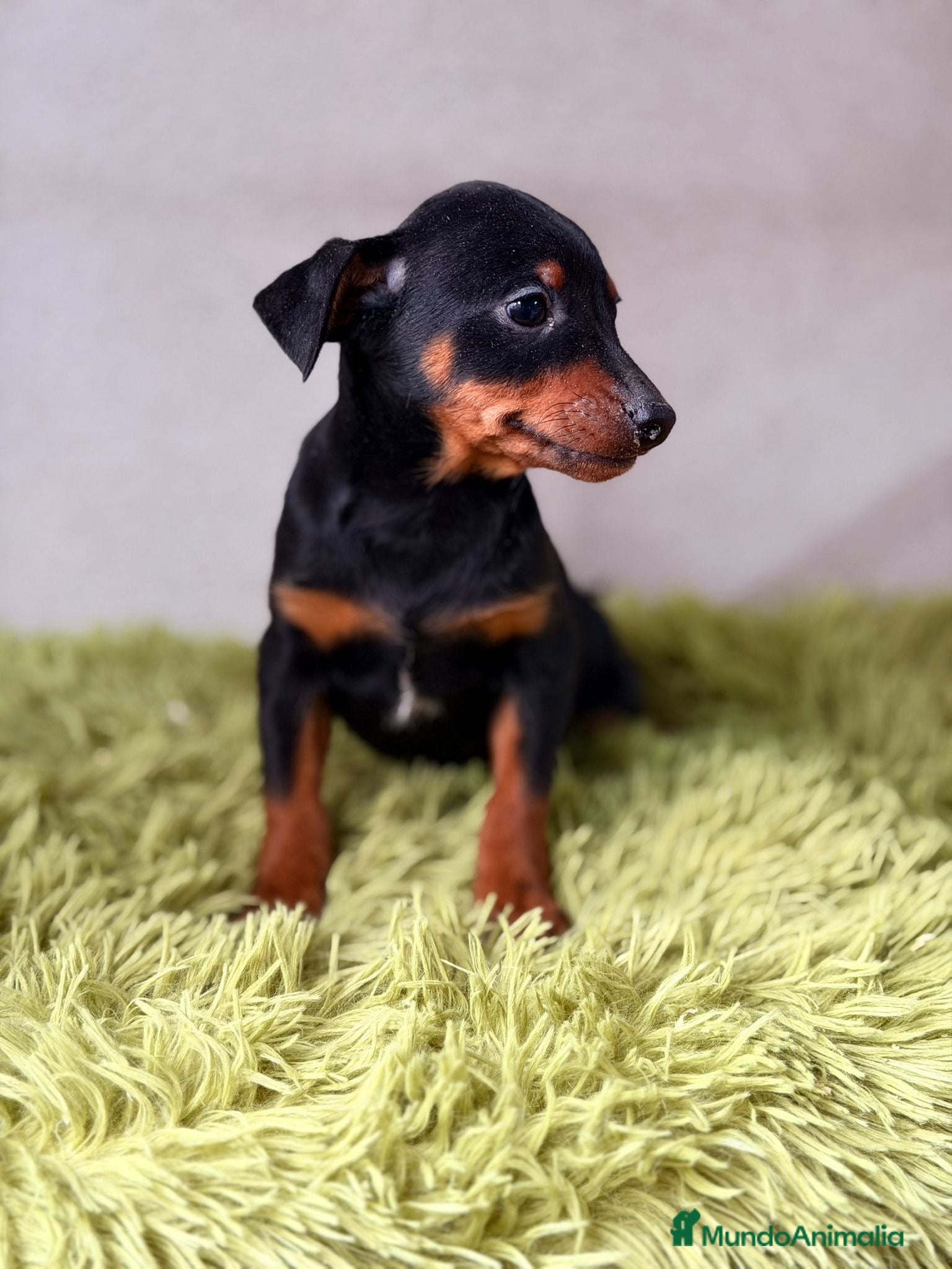 Pinscher Miniatura perros PINSCHER DISPONIBLES MINI - Anuncio 2