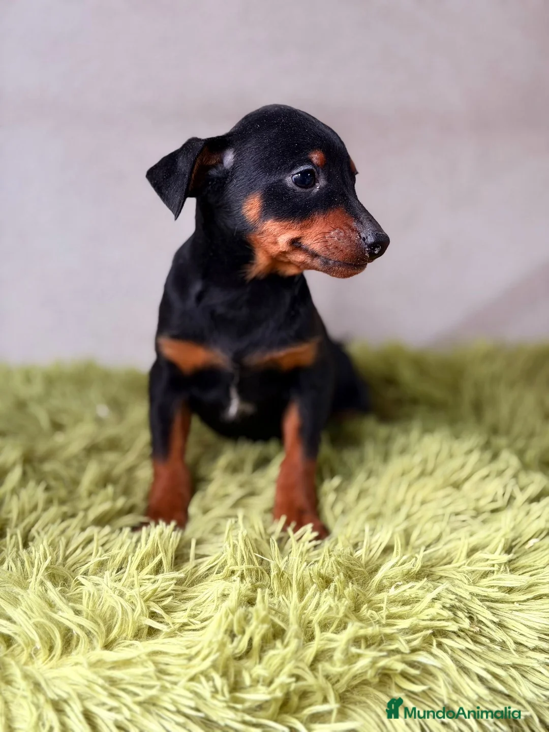 Pinscher Miniatura perros en venta: PINSCHER DISPONIBLES MINI - Anuncio 2