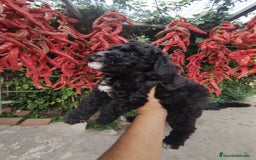 Perro de Agua Español perros en venta: Cachorros perros de agua - Imagen 3