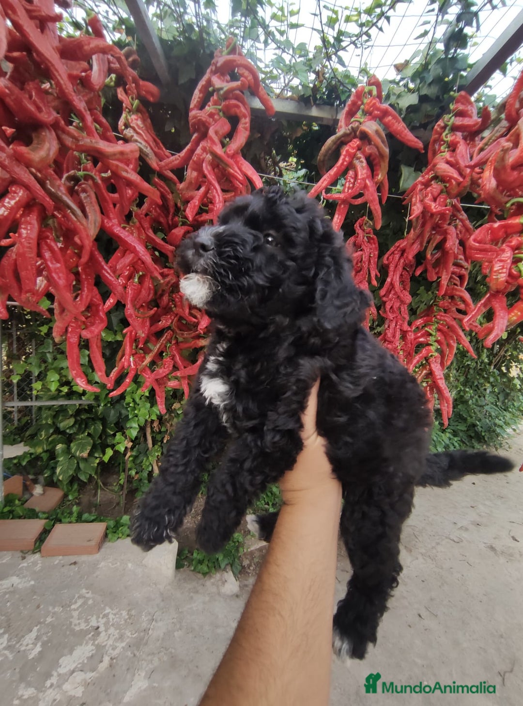 Perro de Agua Español perros en venta: Cachorros perros de agua - Imagen 3