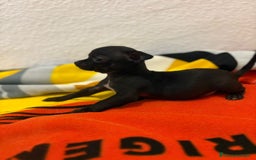 Chihuahua perros en venta: Chihuahua toy - Imagen 3