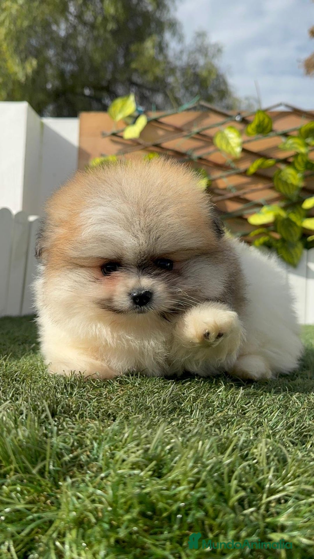 Pomerania perros en venta: POMERANIA HEMBRA DISPONIBLE - Anuncio 23