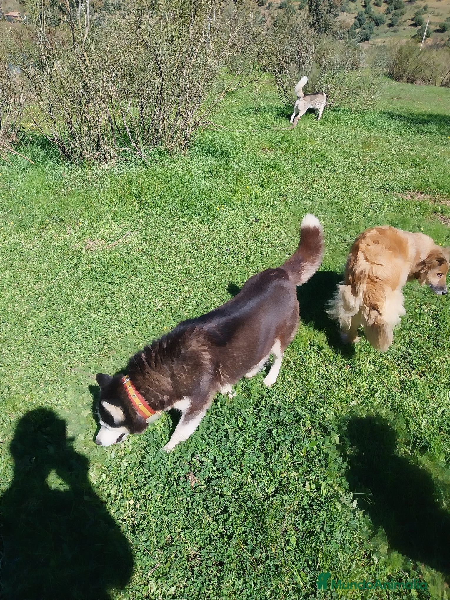 Husky Siberiano perros Pareja de Husky siberiano - Anuncio 1