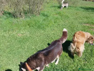 Husky Siberiano perros Pareja de Husky siberiano - Anuncio 1