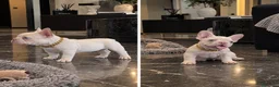 Bulldog Francés perros en venta: Bulldog francés - pink - EXOTICOS  - Anuncio 1