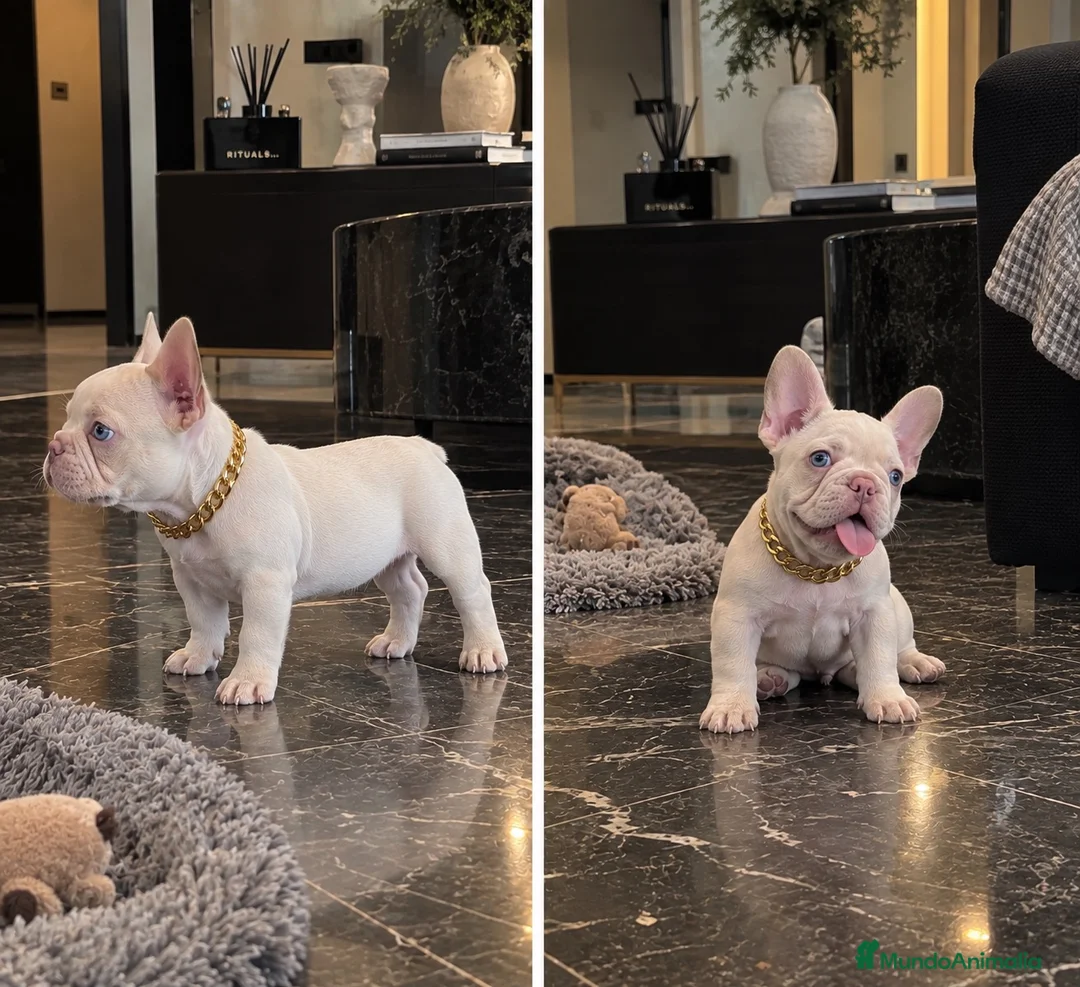 Bulldog Francés perros en venta: Bulldog francés - pink - EXOTICOS  - Anuncio 1