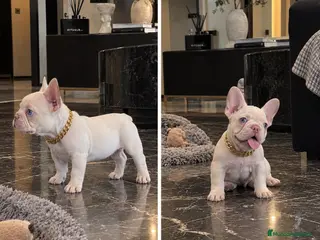 Bulldog Francés perros Bulldog francés - pink - EXOTICOS - Anuncio 2