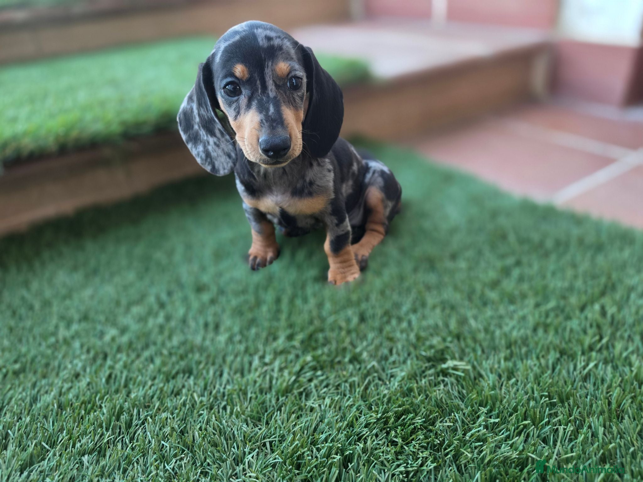 Teckel Miniatura perros TECKEL MINIATURA  - Anuncio 5