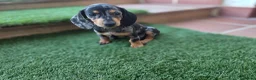 Teckel Miniatura perros en venta: TECKEL MINIATURA  - Anuncio 1