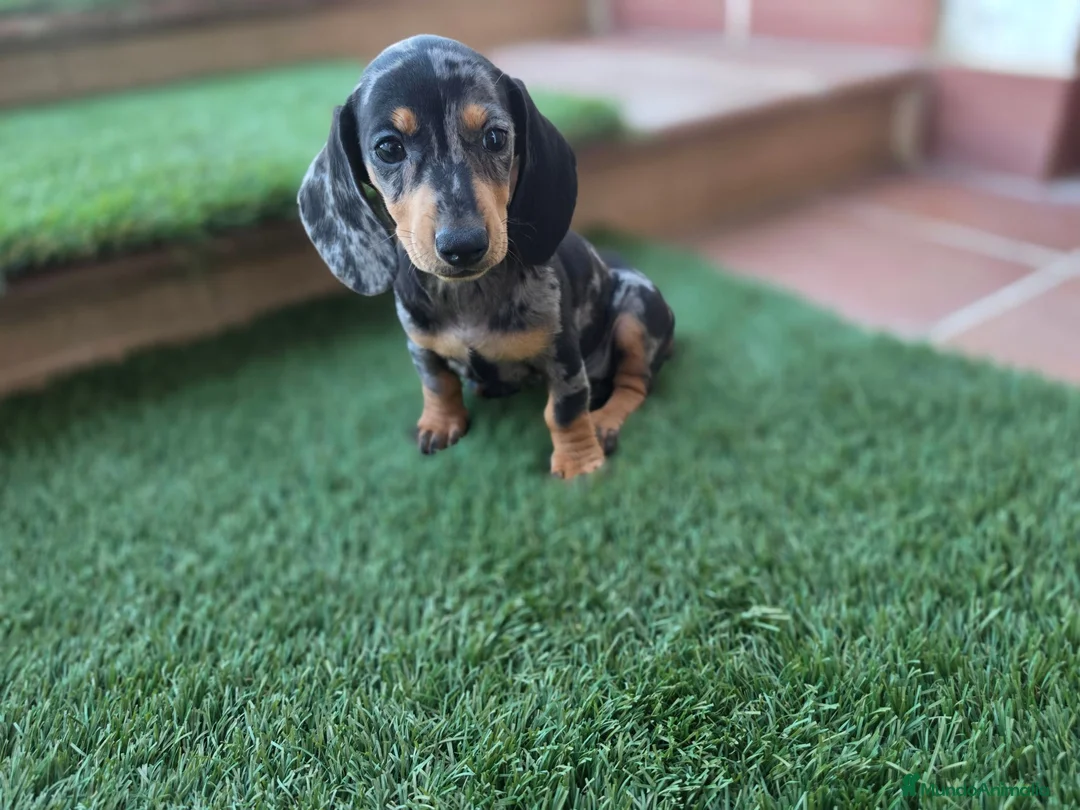 Teckel Miniatura perros en venta: TECKEL MINIATURA  - Anuncio 1